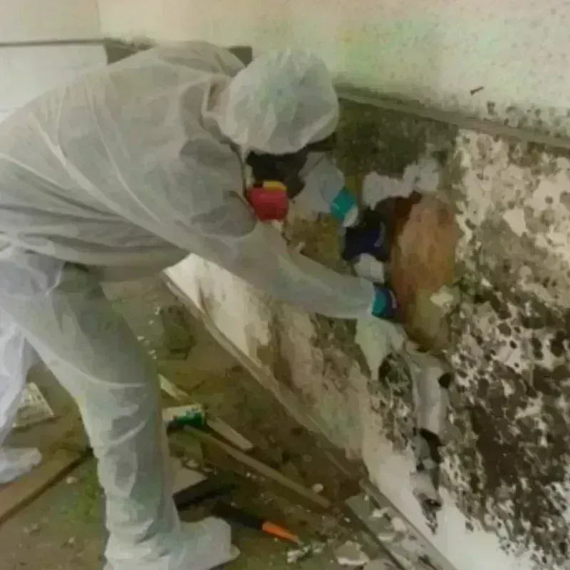 Mold Remediation and Removal in Eagle Mountain, TX